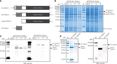 Maturation of subtilisin-like protease NbSLP1 from microsporidia Nosema bombycis